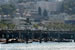 Pier 39 sea lions