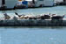 Sausalito Seals