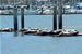 Sausalito Seals