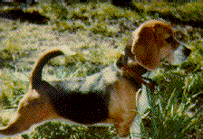Our beagle, Kichwa Tembo